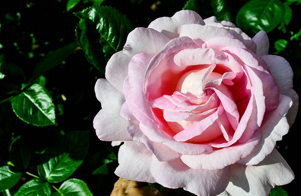 Rosarote Rose
