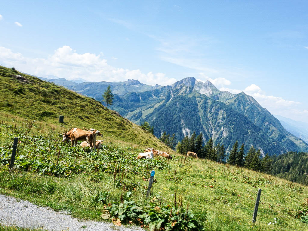 Bergwiese mit Kühen
