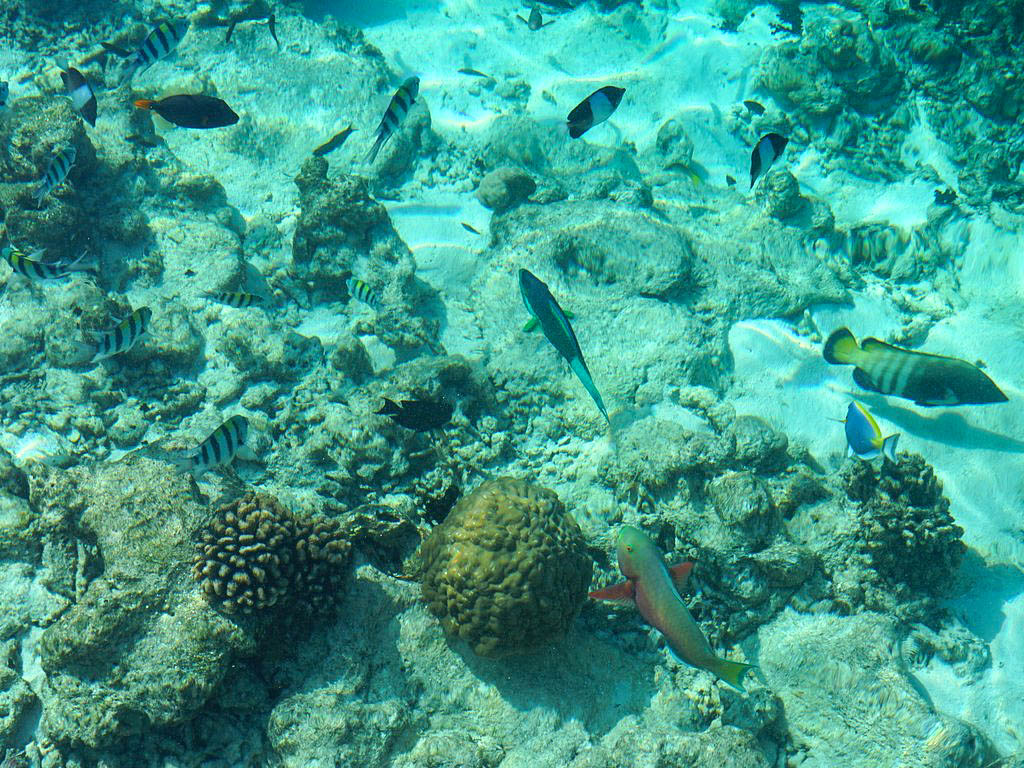 Riff auf den Malediven