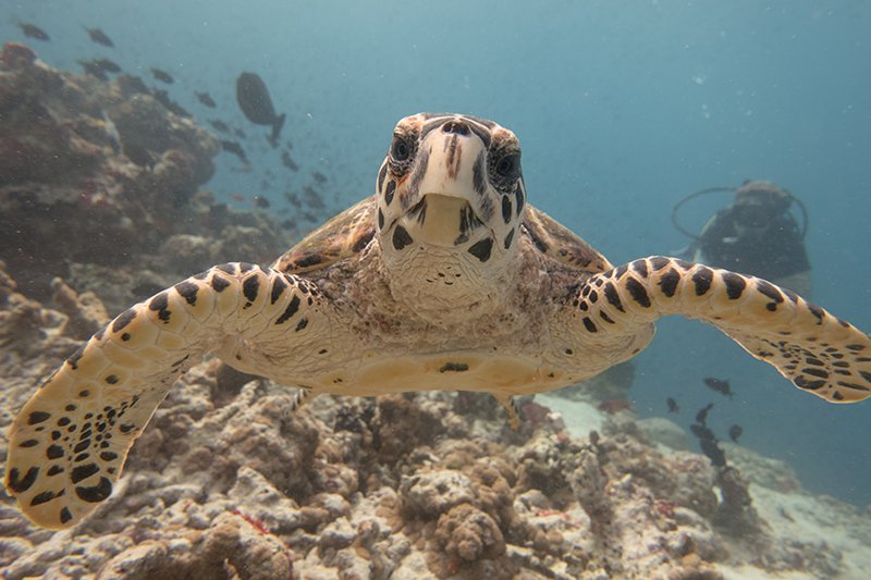 Schildkröte Malediven