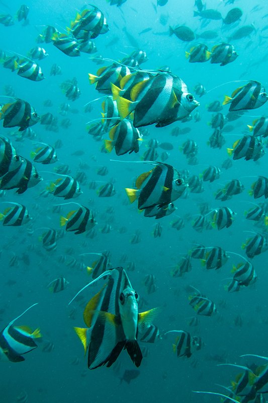 Fische Malediven