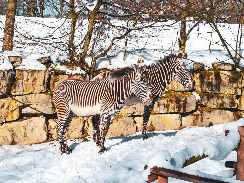 Zebras in Hellbrunn