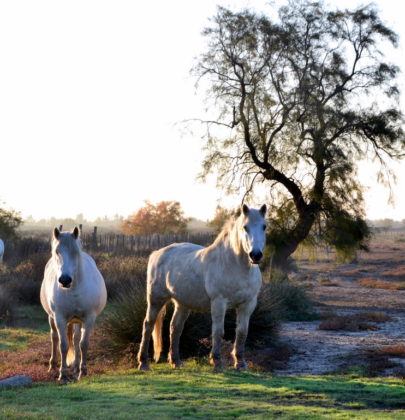 Ardèche, Camargue und ein Kurzausflug zum Meer