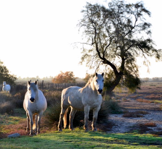 Ardèche, Camargue und ein Kurzausflug zum Meer