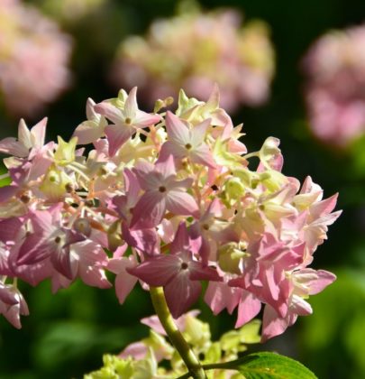 Späte Frühjahrsmüdigkeit oder Sommerloch? Auf der Suche nach den Gründen meiner Atemnot
