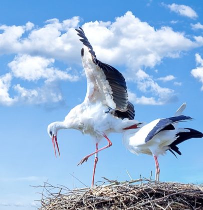 Empty Nest Syndrom, das muss nicht sein