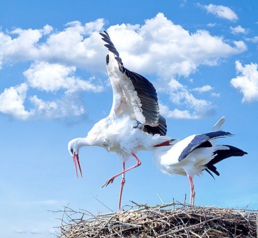 Empty Nest Syndrom, das muss nicht sein
