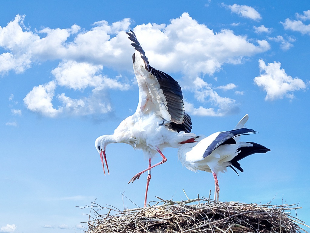 Störche im Nest