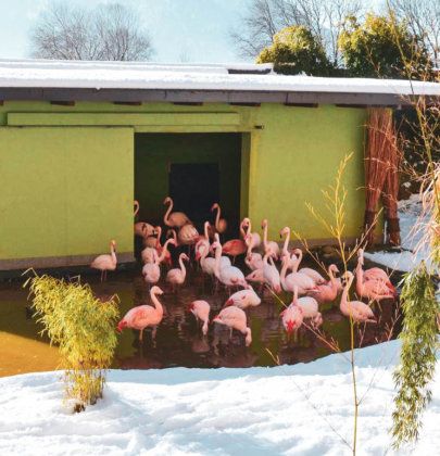 Hellbrunn: Schlosspark und Zoo im Winter