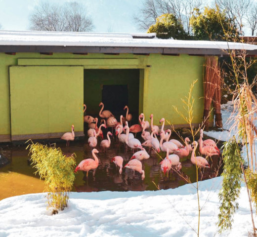 Hellbrunn: Schlosspark und Zoo im Winter