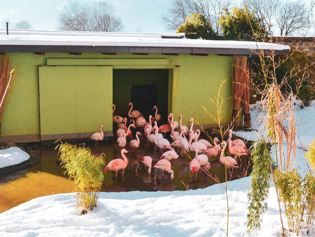 Flamingos in Hellbrunn